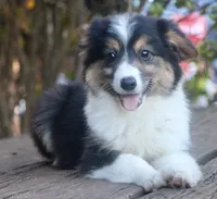 Glory - Toy Auggie, a female Pembroke Welsh Corgi and Toy Australian Shepherd for sale in Harper, TX – 2 of 8