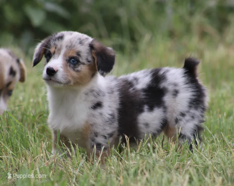 DAISY - Toy Auggie Female – Pembroke Welsh Corgi, Toy Australian Shepherd puppy for sale in Harper, TX