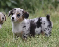 DAISY - Toy Auggie Female, a female Pembroke Welsh Corgi and Toy Australian Shepherd for sale in Harper, TX – 6 of 10