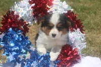 Honor - Toy Auggie, a male Pembroke Welsh Corgi and Toy Australian Shepherd for sale in Harper, TX – 4 of 4