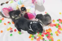 APRIL - Black Tri Toy Auggie, a female Pembroke Welsh Corgi and Toy Australian Shepherd for sale in Harper, TX – Photo 5 of 5