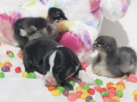 APRIL - Black Tri Toy Auggie, a female Pembroke Welsh Corgi and Toy Australian Shepherd for sale in Harper, TX – Photo 3 of 5