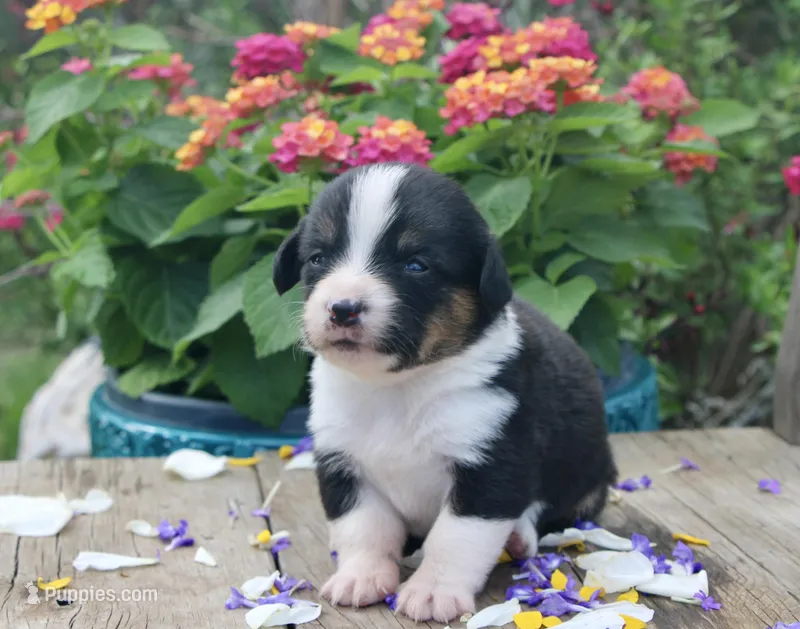 APRIL - Black Tri Toy Auggie – Pembroke Welsh Corgi, Toy Australian Shepherd puppy for sale in Harper, TX