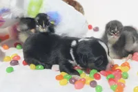 APRIL - Black Tri Toy Auggie, a female Pembroke Welsh Corgi and Toy Australian Shepherd for sale in Harper, TX – Photo 4 of 5