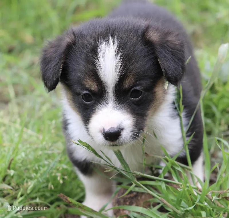 APRIL - Black Tri Toy Auggie – Pembroke Welsh Corgi, Toy Australian Shepherd puppy on hold in Harper, TX