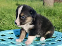APRIL - Black Tri Toy Auggie, a female Pembroke Welsh Corgi and Toy Australian Shepherd for sale in Harper, TX – 2 of 4