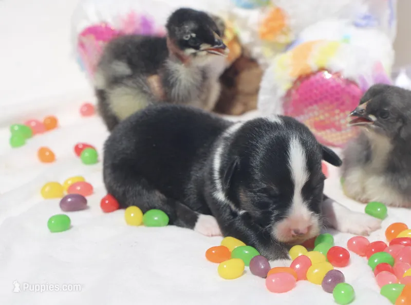 APRIL - Black Tri Toy Auggie – Pembroke Welsh Corgi, Toy Australian Shepherd puppy for sale in Harper, TX