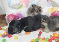 APRIL - Black Tri Toy Auggie, a female Pembroke Welsh Corgi and Toy Australian Shepherd for sale in Harper, TX – Photo 2 of 5