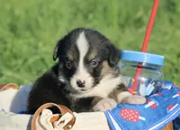 APRIL - Black Tri Toy Auggie, a female Pembroke Welsh Corgi and Toy Australian Shepherd for sale in Harper, TX – 3 of 4
