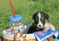 APRIL - Black Tri Toy Auggie, a female Pembroke Welsh Corgi and Toy Australian Shepherd for sale in Harper, TX – 4 of 4