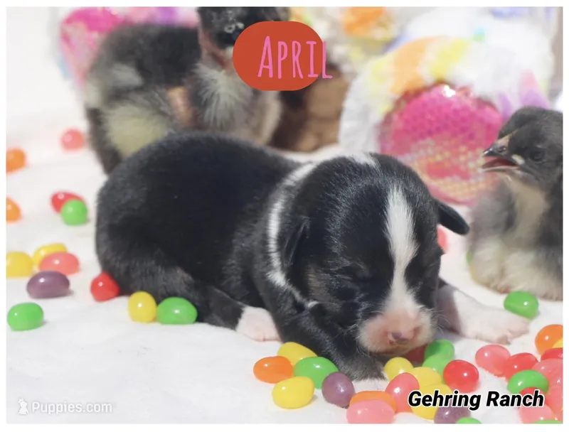 APRIL - Black Tri Toy Auggie – Pembroke Welsh Corgi, Toy Australian Shepherd puppy for sale in Harper, TX