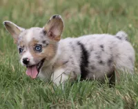 CHIRP - Blue Merle Toy Auggie, a male Pembroke Welsh Corgi and Toy Australian Shepherd for sale in Harper, TX – 3 of 10