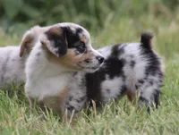 DAISY - Toy Auggie Female, a female Pembroke Welsh Corgi and Toy Australian Shepherd for sale in Harper, TX – 5 of 10