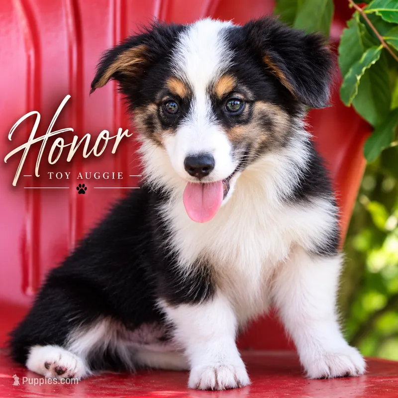 Honor - Toy Auggie – Pembroke Welsh Corgi, Toy Australian Shepherd puppy for sale in Harper, TX
