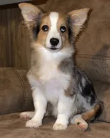 Lovey Dovey - Blue Merle Toy Auggie , a male Pembroke Welsh Corgi and Toy Australian Shepherd for sale in Harper, TX – 6 of 6