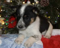 Raven - Cowboy Auggie, a female Australian Cattle Dog and Pembroke Welsh Corgi for sale in Harper, TX – Photo 7 of 8