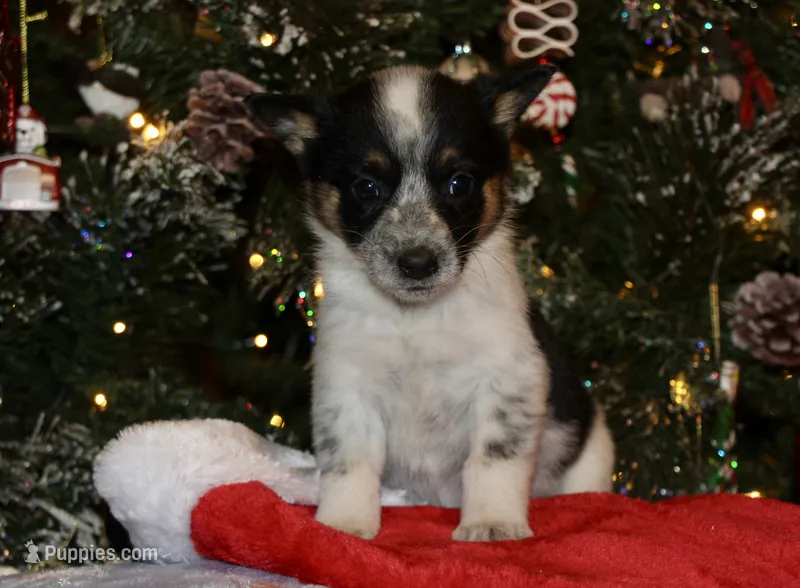 Raven - Cowboy Auggie