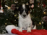 Raven - Cowboy Auggie, a female Australian Cattle Dog and Pembroke Welsh Corgi for sale in Harper, TX – Photo 1 of 8
