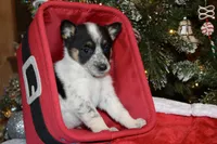 Raven - Cowboy Auggie, a female Australian Cattle Dog and Pembroke Welsh Corgi for sale in Harper, TX – Photo 4 of 8