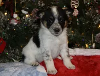 Raven - Cowboy Auggie, a female Australian Cattle Dog and Pembroke Welsh Corgi for sale in Harper, TX – Photo 3 of 8