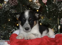 Raven - Cowboy Auggie, a female Australian Cattle Dog and Pembroke Welsh Corgi for sale in Harper, TX – Photo 5 of 8