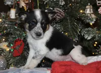 Raven - Cowboy Auggie, a female Australian Cattle Dog and Pembroke Welsh Corgi for sale in Harper, TX – Photo 2 of 8