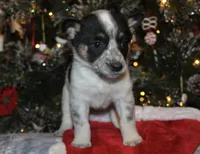 Raven - Cowboy Auggie, a female Australian Cattle Dog and Pembroke Welsh Corgi for sale in Harper, TX – Photo 6 of 8