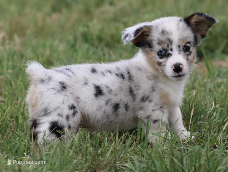 PETER - Blue Merle Toy Auggie – Pembroke Welsh Corgi, Toy Australian Shepherd puppy for sale in Harper, TX