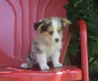 America - Merle Toy Auggie, a female Pembroke Welsh Corgi and Toy Australian Shepherd for sale in Harper, TX – 2 of 10