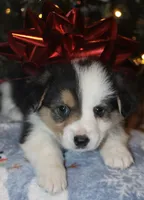 Fluffy Tri Toy Auggie Male, a male Pembroke Welsh Corgi and Toy Australian Shepherd for sale in Harper, TX – Photo 6 of 7