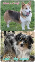 Fluffy Tri Toy Auggie Male, a male Pembroke Welsh Corgi and Toy Australian Shepherd for sale in Harper, TX – Photo 7 of 7