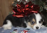 Fluffy Tri Toy Auggie Male, a male Pembroke Welsh Corgi and Toy Australian Shepherd for sale in Harper, TX – Photo 5 of 7