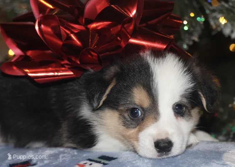 Fluffy Tri Toy Auggie Male