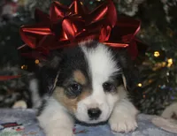 Fluffy Tri Toy Auggie Male, a male Pembroke Welsh Corgi and Toy Australian Shepherd for sale in Harper, TX – Photo 3 of 7