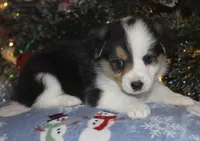 Fluffy Tri Toy Auggie Male, a male Pembroke Welsh Corgi and Toy Australian Shepherd for sale in Harper, TX – Photo 2 of 7