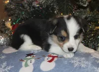 Fluffy Tri Toy Auggie Male, a male Pembroke Welsh Corgi and Toy Australian Shepherd for sale in Harper, TX – Photo 4 of 7