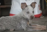True Chocolate Heeler, a female Australian Cattle Dog for sale in Harper, TX – 3 of 3
