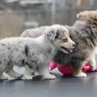Cupcake Merle Toy Auggie, a female Pembroke Welsh Corgi and Toy Australian Shepherd for sale in Harper, TX – Photo 6 of 8