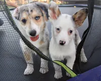 Cupcake Merle Toy Auggie, a female Pembroke Welsh Corgi and Toy Australian Shepherd for sale in Harper, TX – Photo 2 of 3