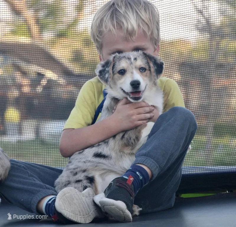 Cupcake Merle Toy Auggie – Pembroke Welsh Corgi, Toy Australian Shepherd puppy for sale in Harper, TX