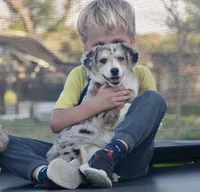 Cupcake Merle Toy Auggie, a female Pembroke Welsh Corgi and Toy Australian Shepherd for sale in Harper, TX – Photo 1 of 3