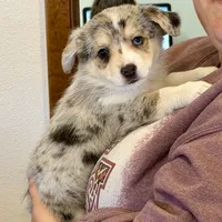 Cupcake Merle Toy Auggie, a female Pembroke Welsh Corgi and Toy Australian Shepherd for sale in Harper, TX – Photo 2 of 8