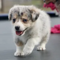 Cupcake Merle Toy Auggie, a female Pembroke Welsh Corgi and Toy Australian Shepherd for sale in Harper, TX – Photo 5 of 8