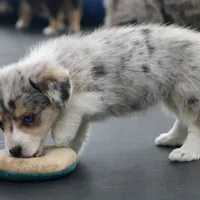 Cupcake Merle Toy Auggie, a female Pembroke Welsh Corgi and Toy Australian Shepherd for sale in Harper, TX – Photo 7 of 8