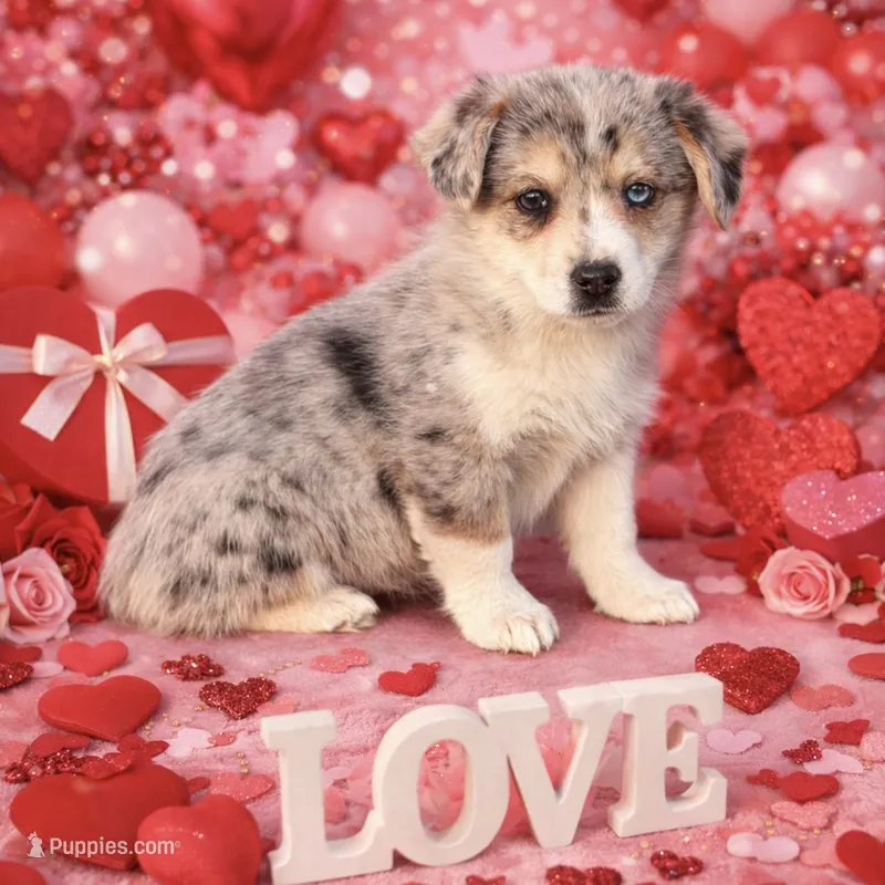 Cupcake Merle Toy Auggie