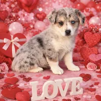 Cupcake Merle Toy Auggie, a female Pembroke Welsh Corgi and Toy Australian Shepherd for sale in Harper, TX – Photo 1 of 8