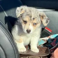Cupcake Merle Toy Auggie, a female Pembroke Welsh Corgi and Toy Australian Shepherd for sale in Harper, TX – Photo 4 of 8