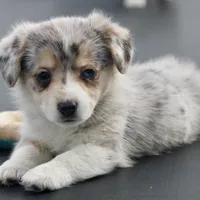 Cupcake Merle Toy Auggie, a female Pembroke Welsh Corgi and Toy Australian Shepherd for sale in Harper, TX – Photo 3 of 8