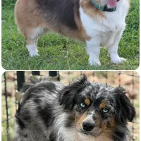 Cupcake Merle Toy Auggie, a female Pembroke Welsh Corgi and Toy Australian Shepherd for sale in Harper, TX – Photo 8 of 8