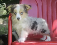 America - Merle Toy Auggie, a female Pembroke Welsh Corgi and Toy Australian Shepherd for sale in Harper, TX – 4 of 10